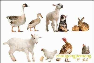 梦见家禽 自己养的动物