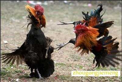 梦见斗鸡