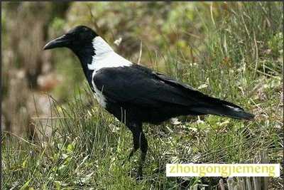 梦见白颈鸦
