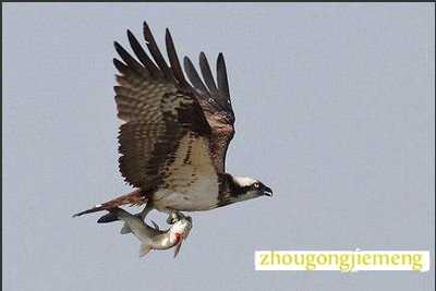 梦见鹗 鱼鹰