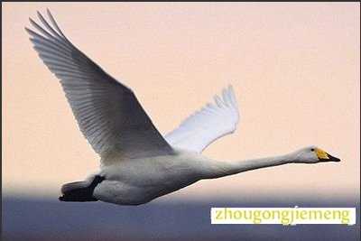 梦见天鹅在空中飞翔