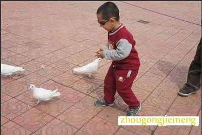 梦见有很多鸽子