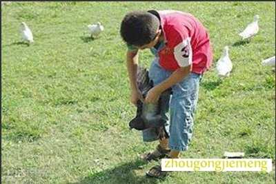 梦见抓鸽子