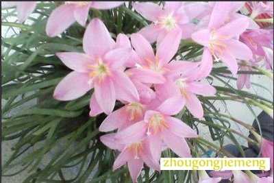 梦见兰花开得很茂盛