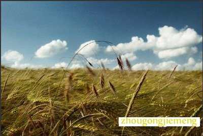 梦见穗分叉为二