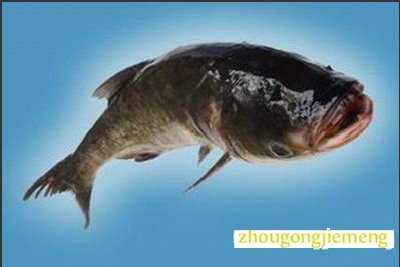 梦见鲢鱼