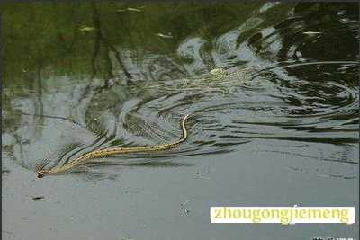 梦见水蛇