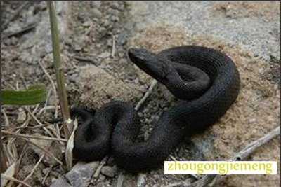 梦见黑蛇 大黑蛇