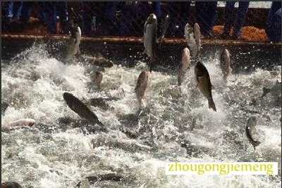 梦见鱼从水里跳出来