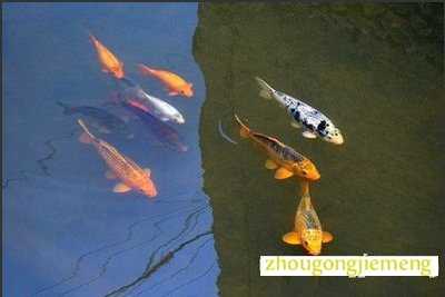 梦见鱼在水里游