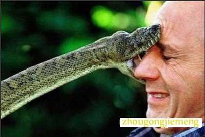 梦见蛇进入身体里