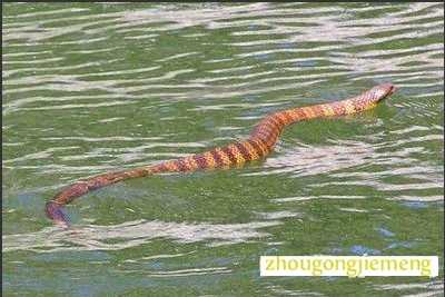 梦见蛇入水中或水田