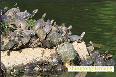 梦见乌龟晒太阳