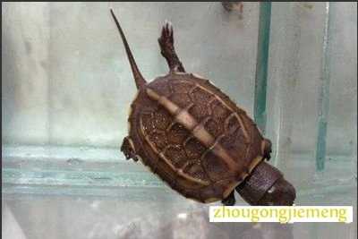 梦见乌龟爬入门内