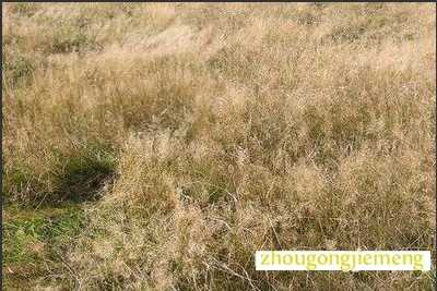 梦见荒草