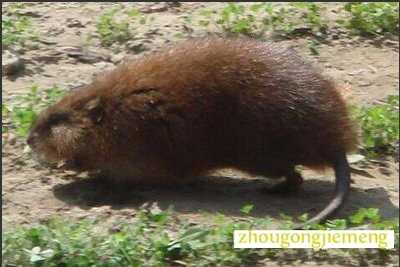 梦见麝香鼠 麝鼠