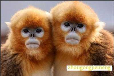 梦见金丝猴