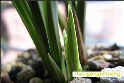 梦见兰花发芽