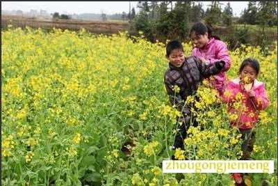 梦见遍地菜花