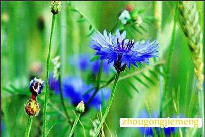 梦见矢车菊