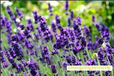 梦见薰衣草
