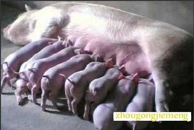 梦见母猪生小猪
