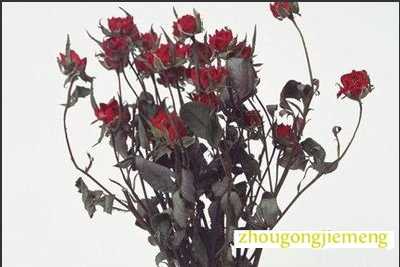 梦见枯萎的玫瑰花