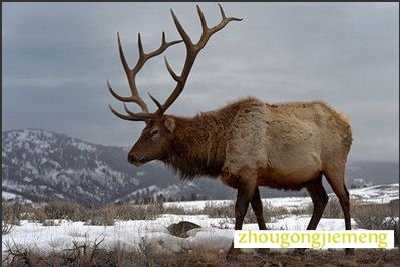 梦见麋鹿 四不像