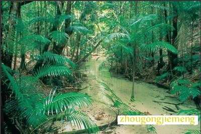梦见热带雨林