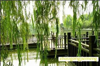 梦见柳树 杨柳 垂柳