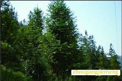 梦见杉树 杉木树