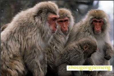 梦见无尾猿猴