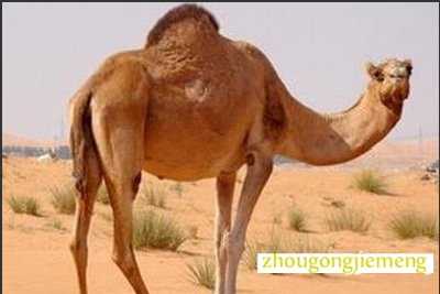梦见单峰骆驼