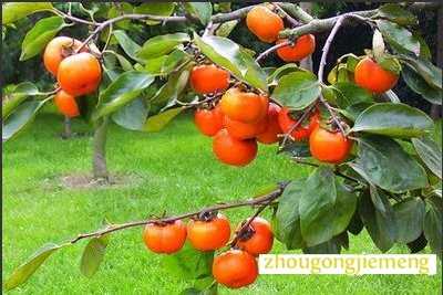 梦见柿子 柿子树