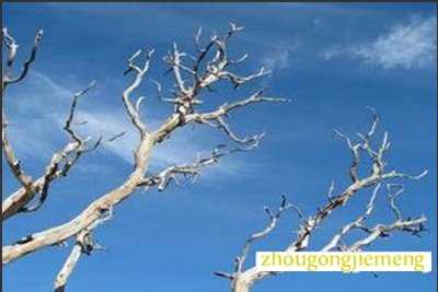 梦见树枝