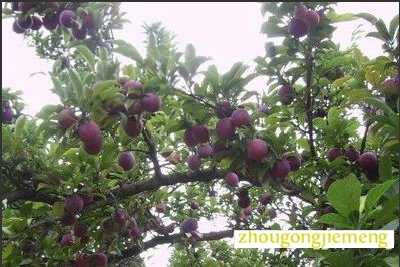 梦见李树 李子树