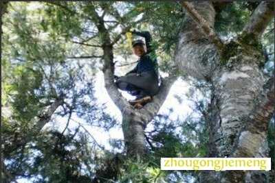 梦见爬上松树