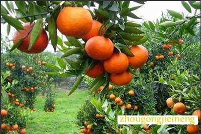 梦见橘子树