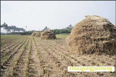 梦见稻草 麦 禾苗