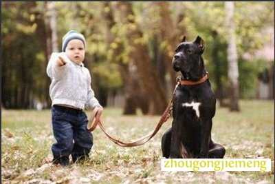 梦见牵大狗散步