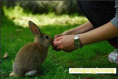梦见带兔子来到自己身边