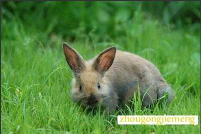 梦见兔子在原野奔跑