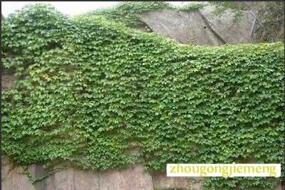 梦见攀缘植物 攀援植物