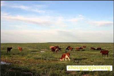 梦见牛马成群结队