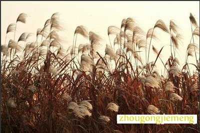 梦见芦苇