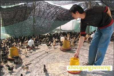 梦见鸡在啄食饲料