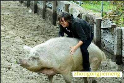 梦见骑在猪背上