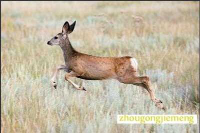 梦见捕获的鹿在跳跃