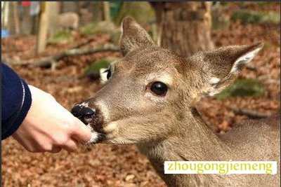 梦见喂小鹿吃东西