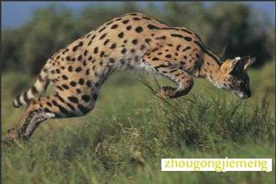 梦见豺狼追赶朋友